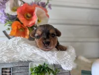 Xena, a female Yorkshire Terrier for sale in Loogootee, IN – 7 of 10