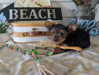 Chloe, a female Yorkshire Terrier for sale in Loogootee, IN – 3 of 10