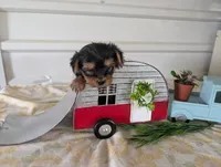 Brooks, a male Yorkshire Terrier for sale in Loogootee, IN – 3 of 10