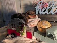 Tank, a male Yorkshire Terrier for sale in Loogootee, IN – Photo 4 of 10