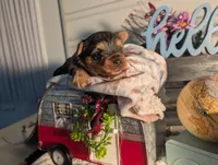 Tank, a male Yorkshire Terrier for sale in Loogootee, IN – Photo 5 of 10