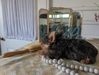 Tank, a male Yorkshire Terrier for sale in Loogootee, IN – Photo 8 of 10