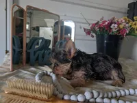 Tank, a male Yorkshire Terrier for sale in Loogootee, IN – Photo 3 of 10