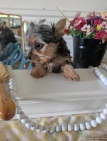 Tank, a male Yorkshire Terrier for sale in Loogootee, IN – Photo 4 of 10