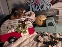 Tank, a male Yorkshire Terrier for sale in Loogootee, IN – Photo 7 of 10