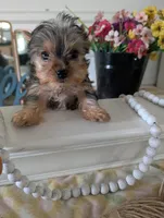 Tank, a male Yorkshire Terrier for sale in Loogootee, IN – Photo 7 of 10