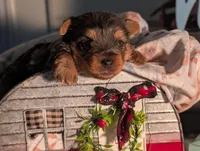 Tank, a male Yorkshire Terrier for sale in Loogootee, IN – Photo 9 of 10