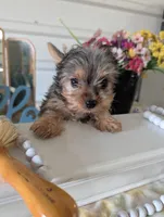 Tank, a male Yorkshire Terrier for sale in Loogootee, IN – Photo 2 of 10
