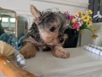 Tank, a male Yorkshire Terrier for sale in Loogootee, IN – Photo 6 of 10
