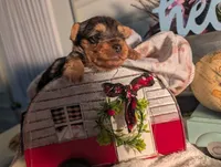 Tank, a male Yorkshire Terrier for sale in Loogootee, IN – Photo 2 of 10