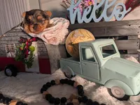 Tank, a male Yorkshire Terrier for sale in Loogootee, IN – Photo 8 of 10