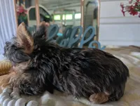 Tank, a male Yorkshire Terrier for sale in Loogootee, IN – Photo 9 of 10