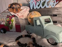 Tank, a male Yorkshire Terrier for sale in Loogootee, IN – Photo 6 of 10