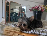 Tank, a male Yorkshire Terrier for sale in Loogootee, IN – Photo 10 of 10