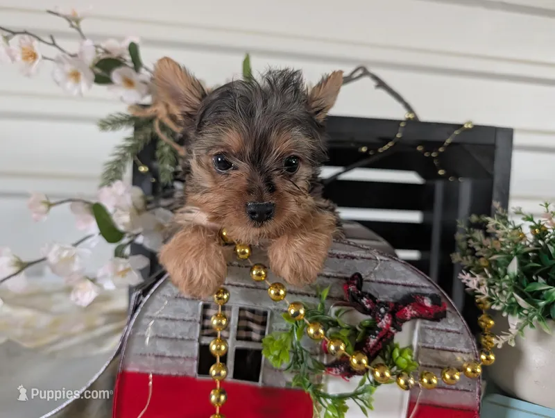 Tank – Yorkshire Terrier puppy for sale in Loogootee, IN