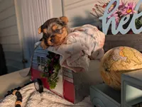 Tank, a male Yorkshire Terrier for sale in Loogootee, IN – Photo 1 of 10