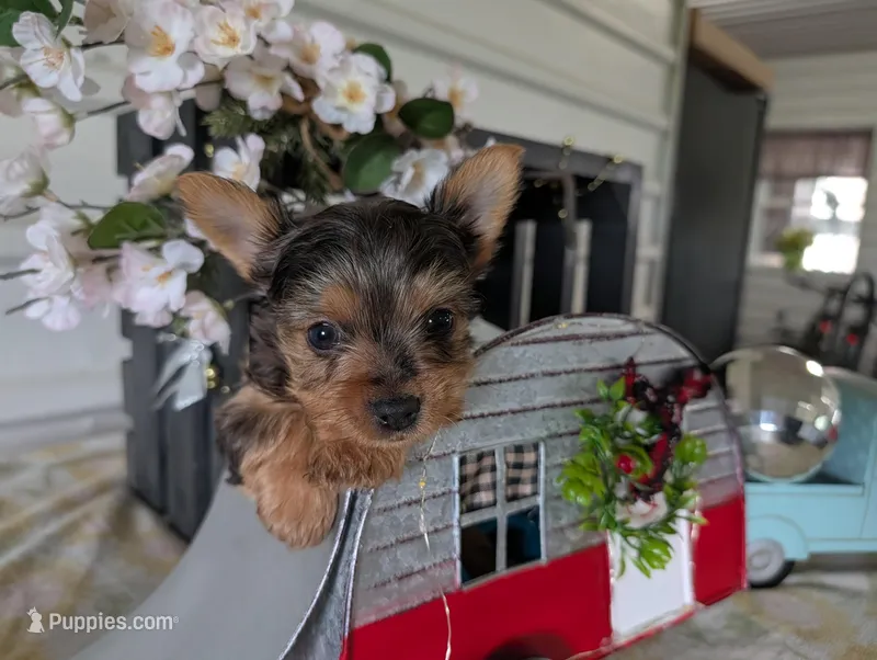Tank – Yorkshire Terrier puppy for sale in Loogootee, IN