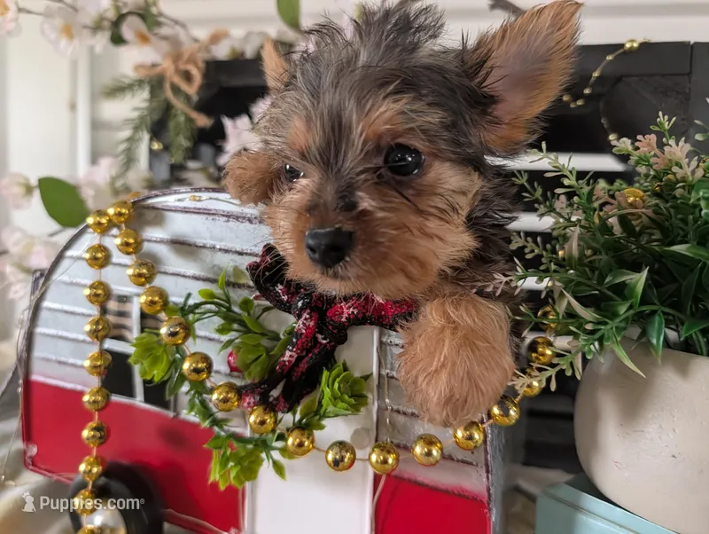 Tank – Yorkshire Terrier puppy for sale in Loogootee, IN