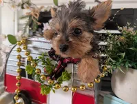 Tank, a male Yorkshire Terrier for sale in Loogootee, IN – Photo 1 of 10
