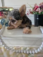 Tank, a male Yorkshire Terrier for sale in Loogootee, IN – Photo 5 of 10