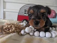 Chloe, a female Yorkshire Terrier for sale in Loogootee, IN – 10 of 10