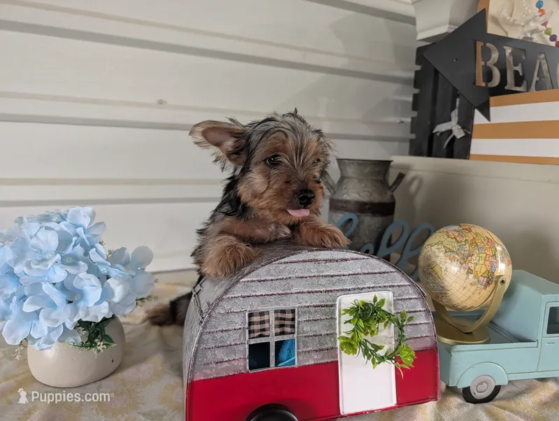 Cane – Yorkshire Terrier puppy for sale in Loogootee, IN