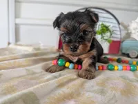 Cora, a female Yorkshire Terrier for sale in Loogootee, IN – 7 of 10
