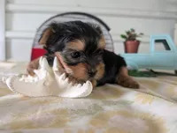 Buckley , a male Yorkshire Terrier for sale in Loogootee, IN – 6 of 10