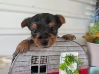 Cane, a male Yorkshire Terrier for sale in Loogootee, IN – 10 of 10