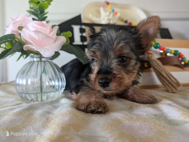 Cane – Yorkshire Terrier puppy for sale in Loogootee, IN