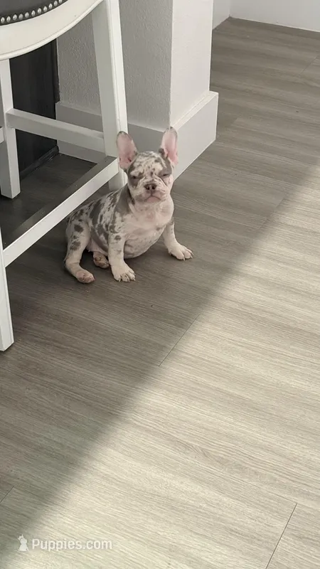 Nala, a female French Bulldog for sale in Henderson, NV – Photo 1 of 10