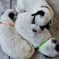 processed/3fbcfb1a-2ae4-4db7-964f-156035c87262/facility/6309065c-7360-41d1-97d8-73dc98f2751f