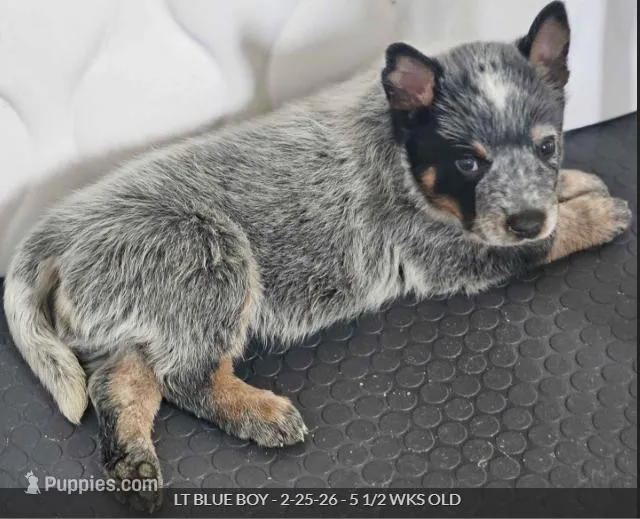 AKC Champion Bloodline Australian Cattle Dog - Light Blue Collar Boy