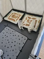 AKC Champion Bloodline Australian Cattle Dog - Light Blue Collar Boy, a male Australian Cattle Dog for sale in Cassatt, SC – Photo 3 of 5