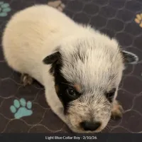 AKC Champion Bloodline Australian Cattle Dog - Light Blue Collar Boy, a male Australian Cattle Dog for sale in Cassatt, SC – Photo 1 of 5