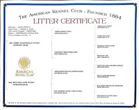 AKC CHAMPION BLOODLINE AUSTRALIAN CATTLE DOG PUPPY - BOY 3, a male Australian Cattle Dog for sale in Cassatt, SC – Photo 3 of 3