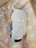 AKC CHAMPION BLOODLINE AUSTRALIAN CATTLE DOG PUPPY - BOY 3, a male Australian Cattle Dog for sale in Cassatt, SC – Photo 2 of 3