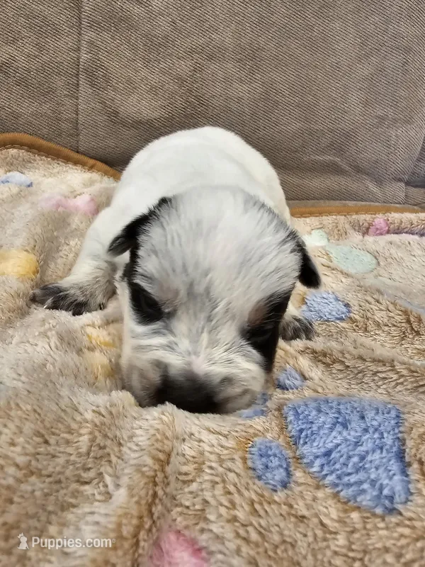 AKC CHAMPION BLOODLINE AUSTRALIAN CATTLE DOG PUPPY - BOY 3 – Australian Cattle Dog puppy for sale in Cassatt, SC