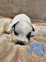 AKC CHAMPION BLOODLINE AUSTRALIAN CATTLE DOG PUPPY - BOY 3, a male Australian Cattle Dog for sale in Cassatt, SC – Photo 1 of 3