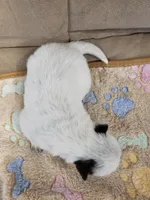 CARRIE LITTER - AKC CHAMPION BLOODLINE AUSTRALIAN CATTLE DOG -  GIRL 2, a female Australian Cattle Dog for sale in Cassatt, SC – Photo 2 of 3