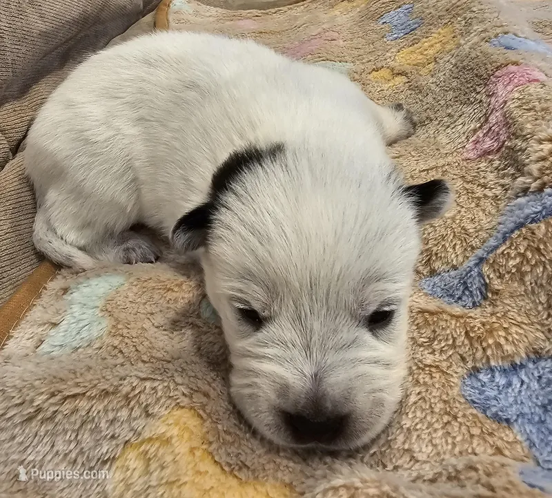 CARRIE LITTER - AKC CHAMPION BLOODLINE AUSTRALIAN CATTLE DOG -  GIRL 2 – Australian Cattle Dog puppy for sale in Cassatt, SC