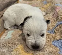 CARRIE LITTER - AKC CHAMPION BLOODLINE AUSTRALIAN CATTLE DOG -  GIRL 2, a female Australian Cattle Dog for sale in Cassatt, SC – Photo 1 of 3