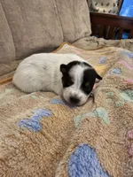 CARRIE LITTER - AKC CHAMPION BLOODLINE AUSTRALIAN CATTLE DOG -  BOY 4, a male Australian Cattle Dog for sale in Cassatt, SC – Photo 1 of 3