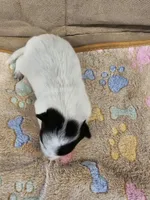 CARRIE LITTER - AKC CHAMPION BLOODLINE AUSTRALIAN CATTLE DOG -  BOY 4, a male Australian Cattle Dog for sale in Cassatt, SC – Photo 2 of 3