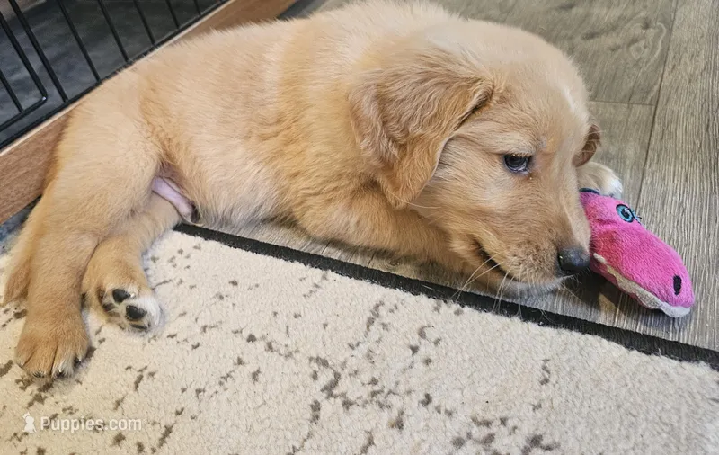 AKC Golden Retriever Puppy – Golden Retriever puppy for sale in Cassatt, SC