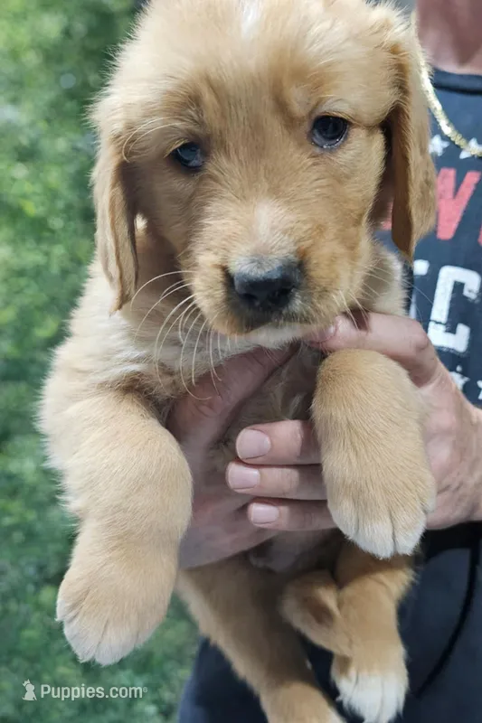 AKC Golden Retriever Puppy, a male Golden Retriever for sale in Cassatt, SC – Photo 1 of 2