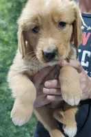AKC Golden Retriever Puppy, a male Golden Retriever for sale in Cassatt, SC – Photo 1 of 2