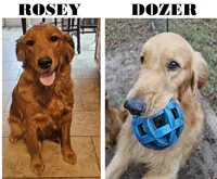 AKC Golden Retriever Puppy, a male Golden Retriever for sale in Cassatt, SC – Photo 2 of 2