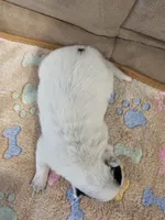 CARRIE LITTER - AKC CHAMPION BLOODLINE AUSTRALIAN CATTLE DOG -  BOY 1, a male Australian Cattle Dog for sale in Cassatt, SC – Photo 2 of 3