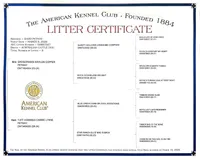 CARRIE LITTER - AKC CHAMPION BLOODLINE AUSTRALIAN CATTLE DOG -  BOY 1, a male Australian Cattle Dog for sale in Cassatt, SC – Photo 3 of 3